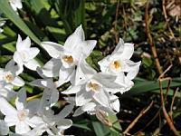 Narcissus Papyraceus (ss-esp Papyraceus) (fam Amaryllidacees) (Europe meridionale) (03) (Photo F. Mrugala)